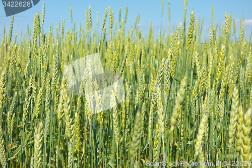 Image of wheat field 