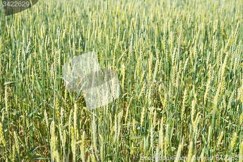 Image of wheat