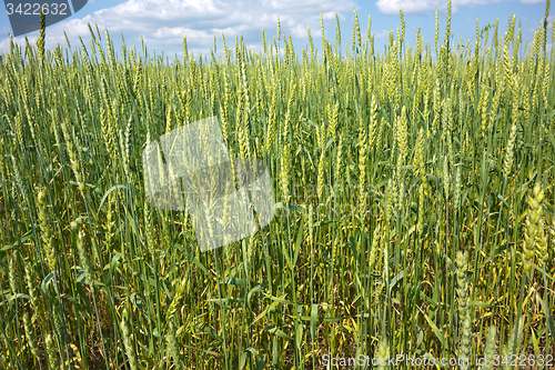 Image of wheat field 