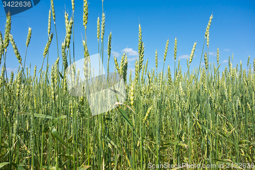 Image of wheat field 