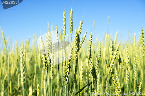 Image of wheat field