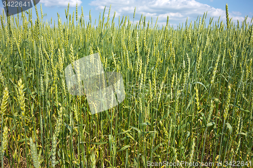 Image of wheat field 