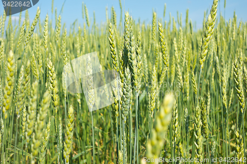 Image of wheat field 