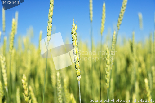 Image of wheat field