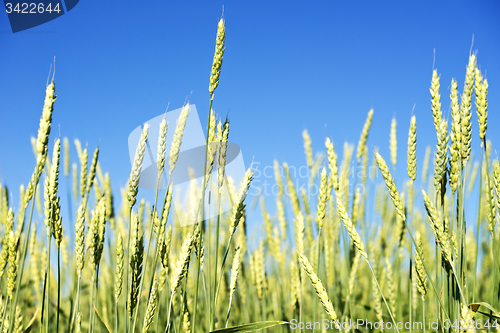 Image of wheat field