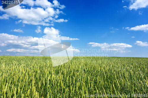 Image of wheat field 