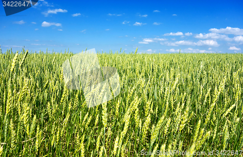 Image of wheat field 