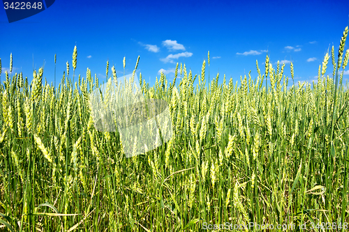 Image of wheat field 