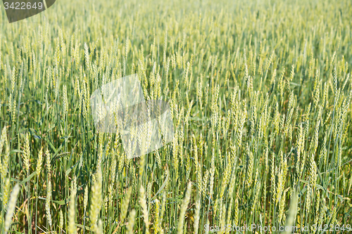 Image of wheat