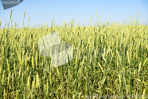 Image of wheat field