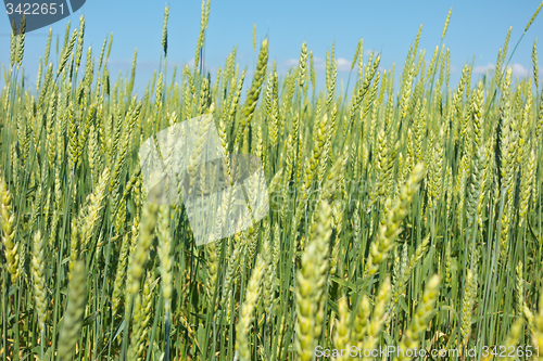 Image of wheat field 