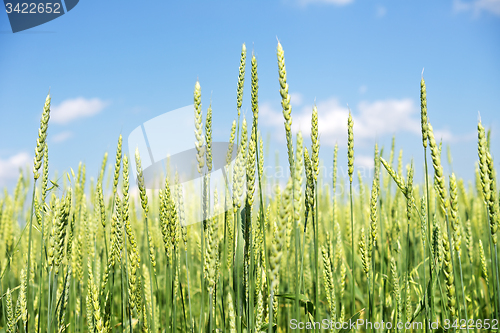 Image of wheat field