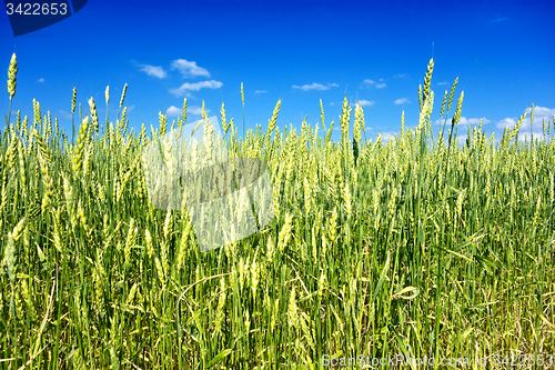 Image of wheat field 