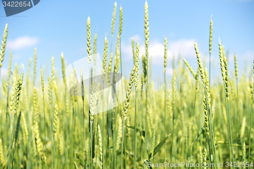 Image of wheat field