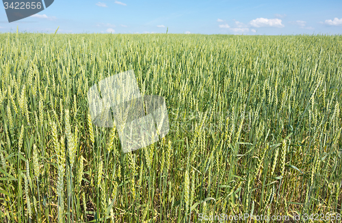 Image of wheat field 