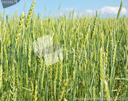 Image of wheat field 