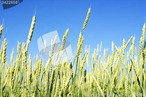 Image of wheat field