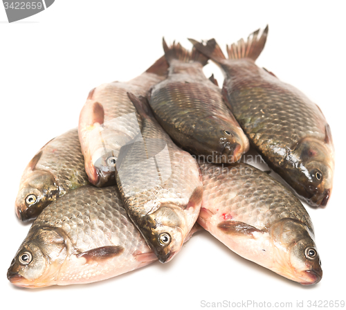 Image of fresh fish