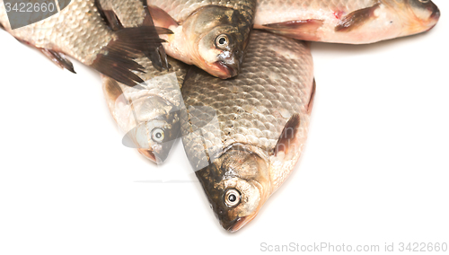 Image of fresh fish