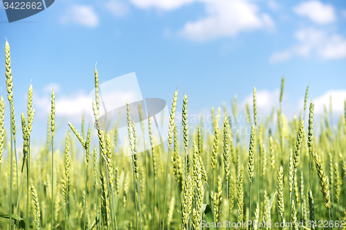 Image of wheat field