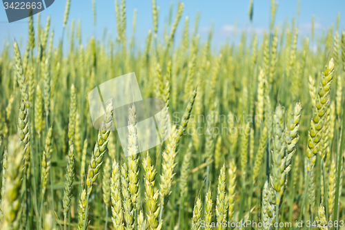 Image of wheat field 