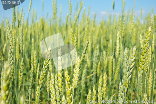 Image of wheat field 