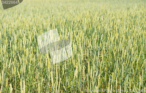 Image of wheat