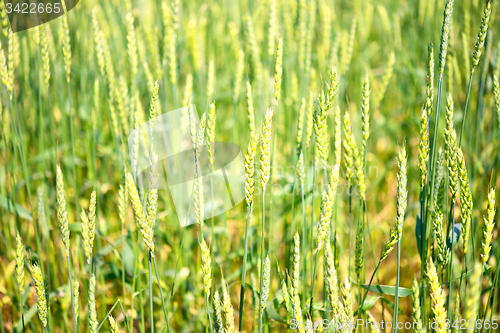 Image of wheat