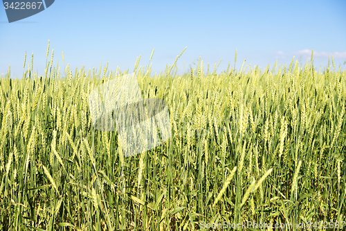 Image of wheat field