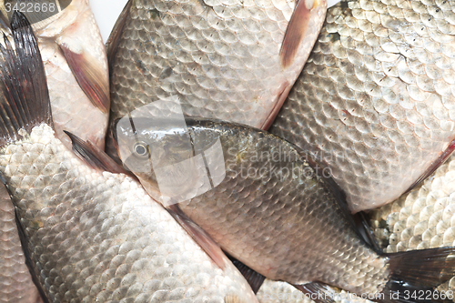 Image of fresh fish