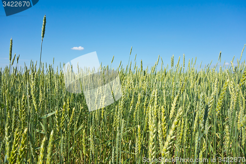 Image of wheat field 