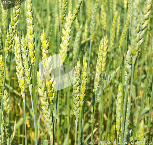 Image of green wheat