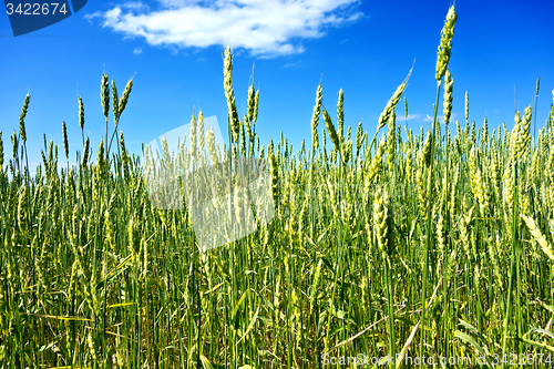 Image of wheat field 