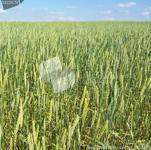 Image of wheat field 