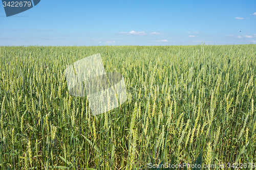 Image of wheat field 