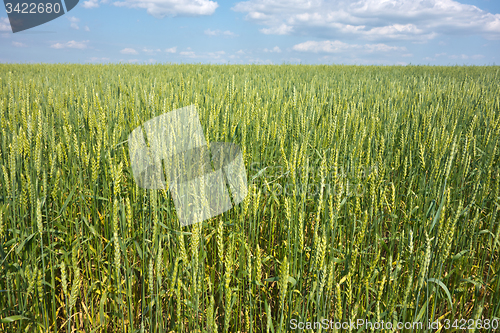 Image of wheat field 