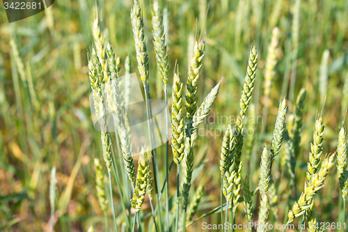 Image of wheat