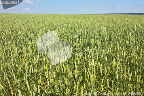 Image of wheat field 