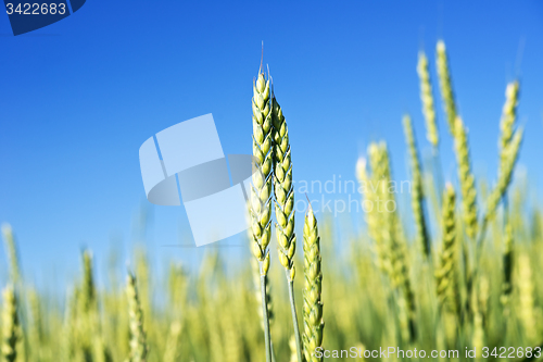 Image of wheat field