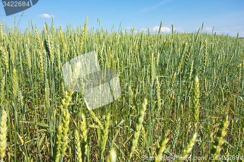 Image of wheat field 