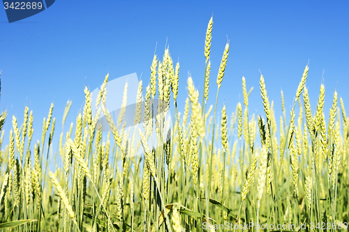 Image of wheat field