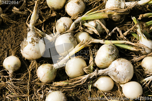 Image of the onion field.