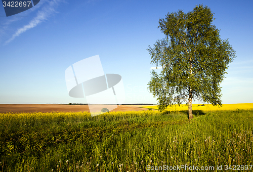 Image of tree in the field  