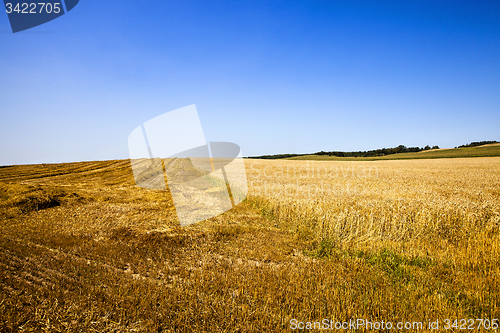 Image of the harvest company of wheat  