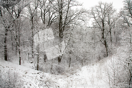 Image of trees   in winter