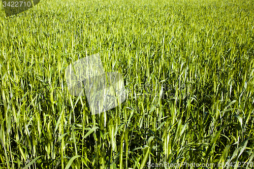 Image of agricultural field  