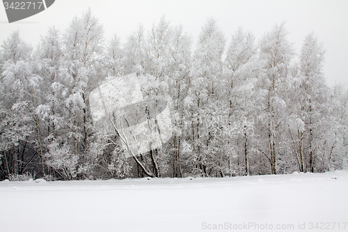 Image of Winter forest