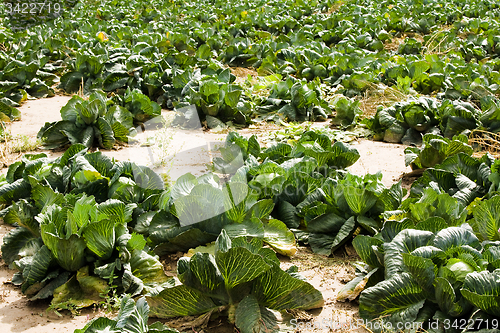 Image of cabbage field