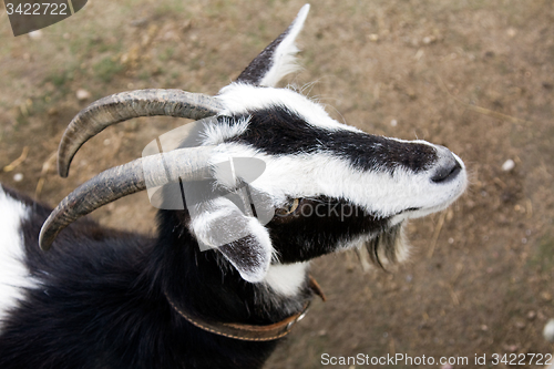 Image of   goat 