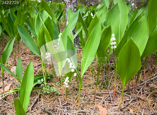 Image of Lily of the Valley